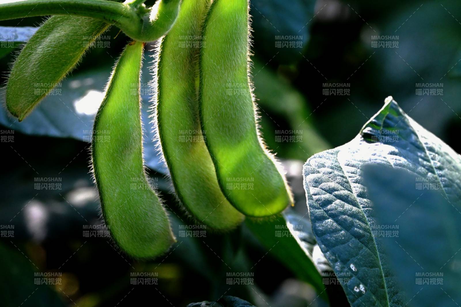 青豆荚挂枝头图片