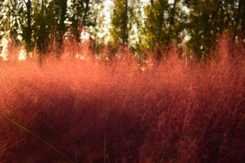 红草如雾 林影朦胧图片