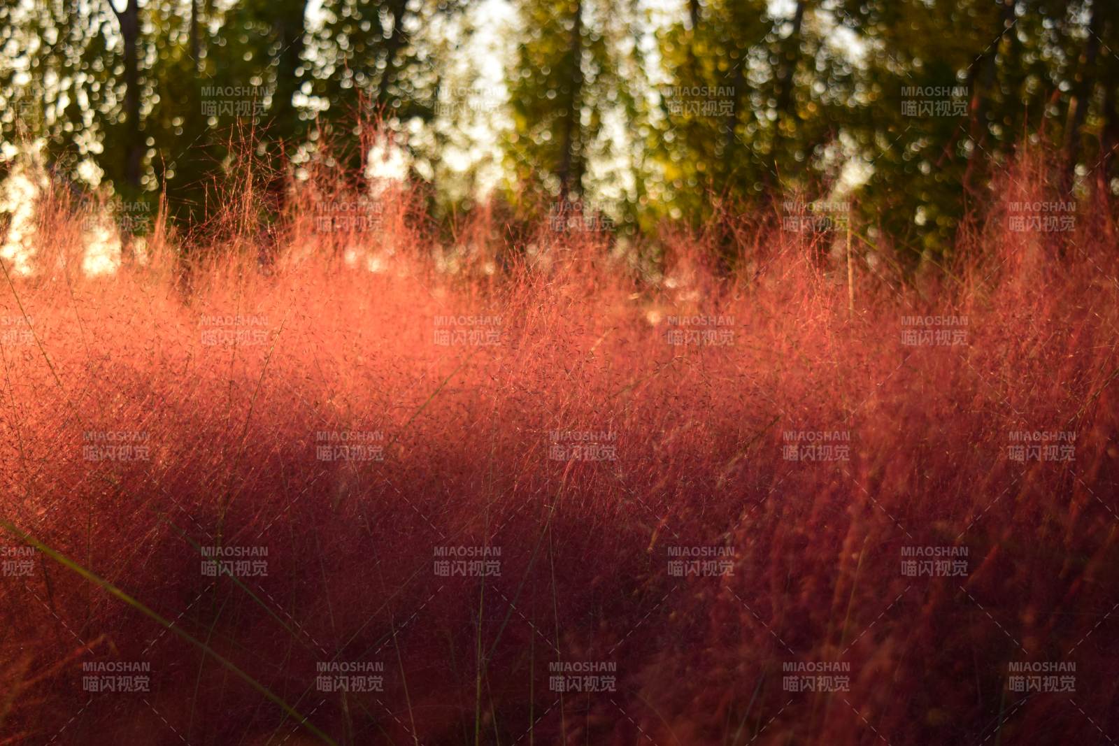 红草如雾 林影朦胧图片