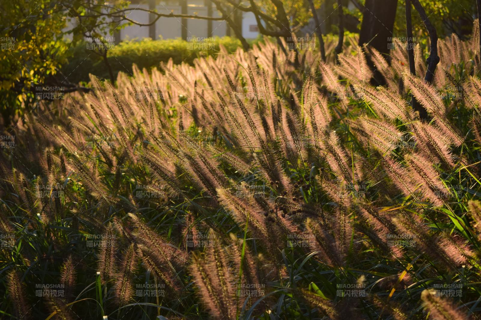 秋日草丛光影图片