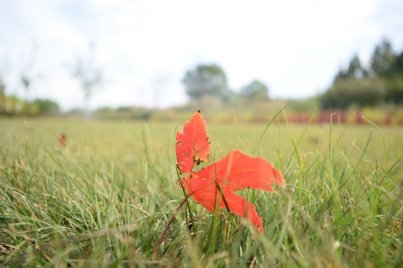 秋叶静卧绿草间图片