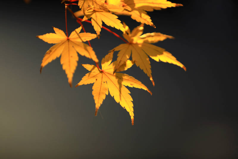 金色的枫叶光影特写图片