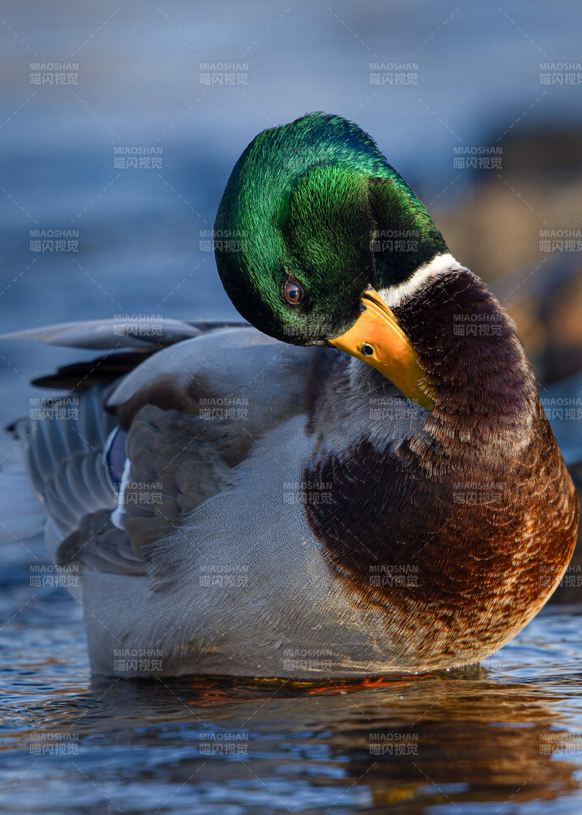 绿头鸭水中休憩图片
