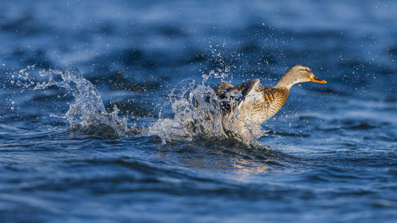 鸭子戏水溅起浪花图片