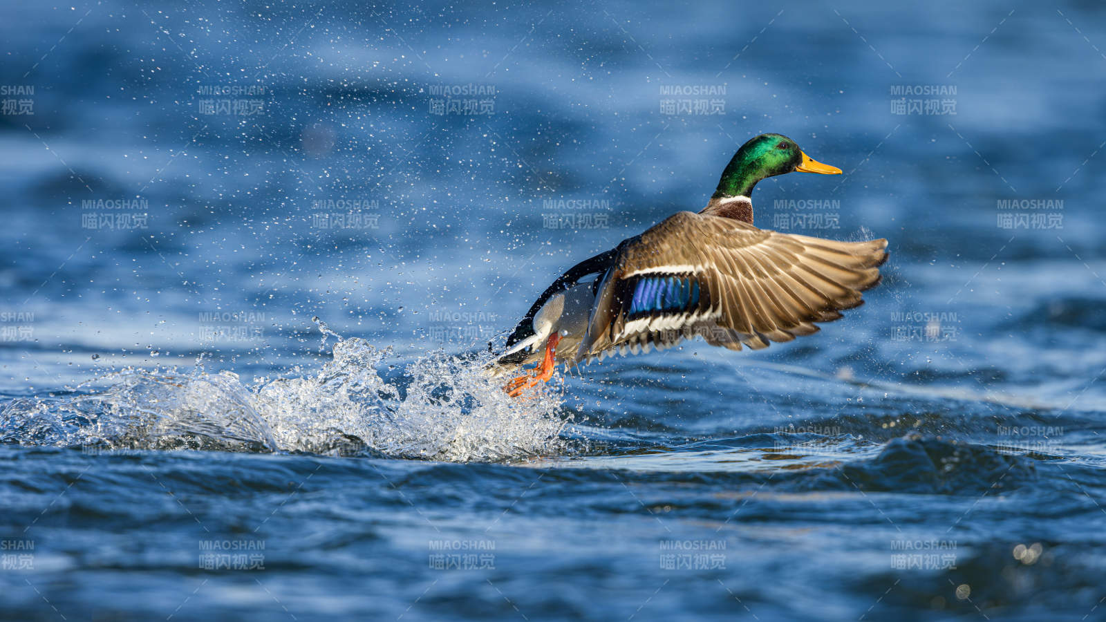 鸭子起飞瞬间图片