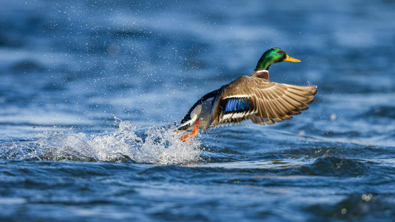 鸭子起飞瞬间图片