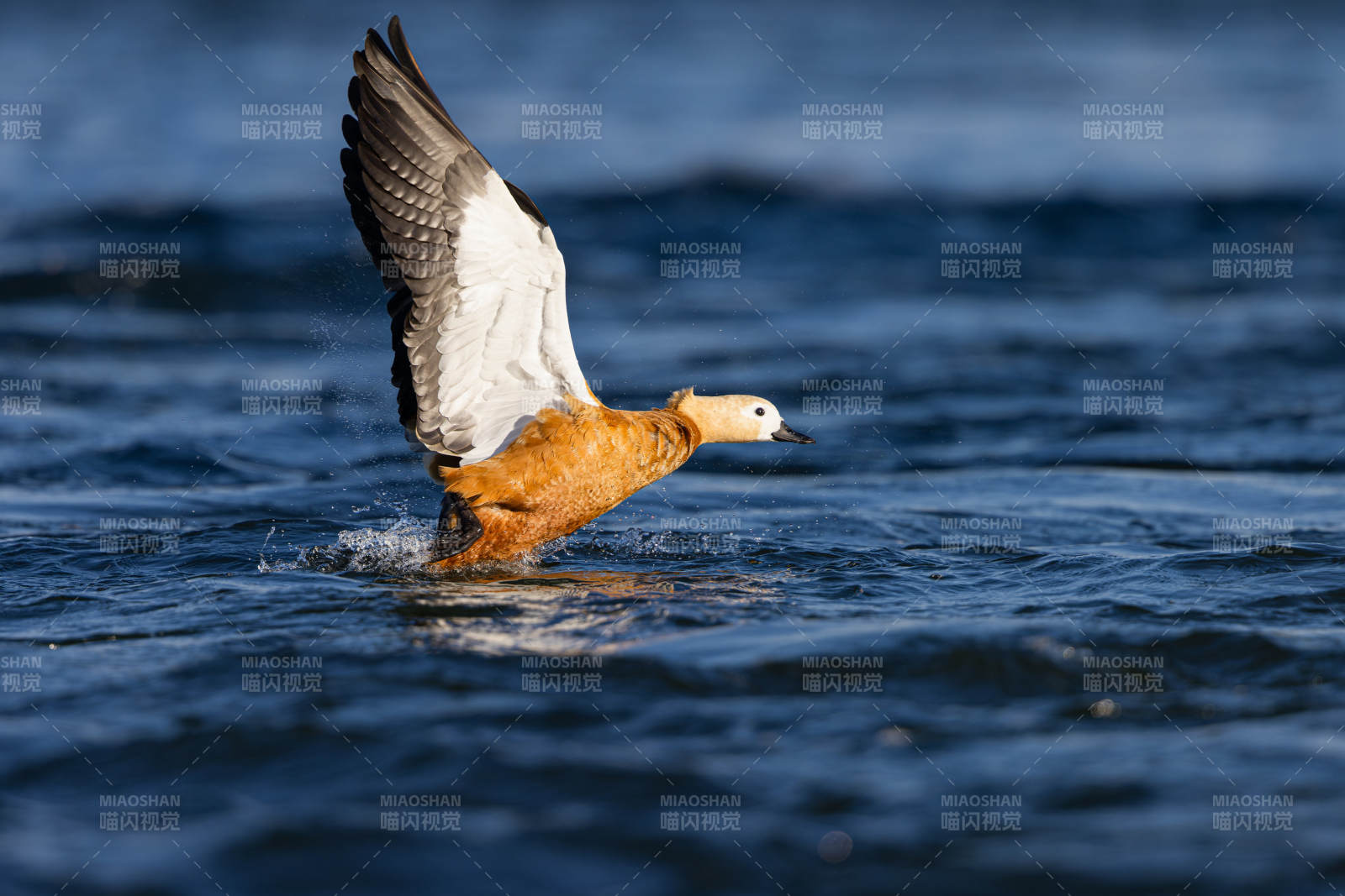 飞翔的鸭子图片