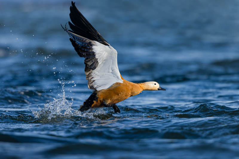 鸭子振翅起飞图片