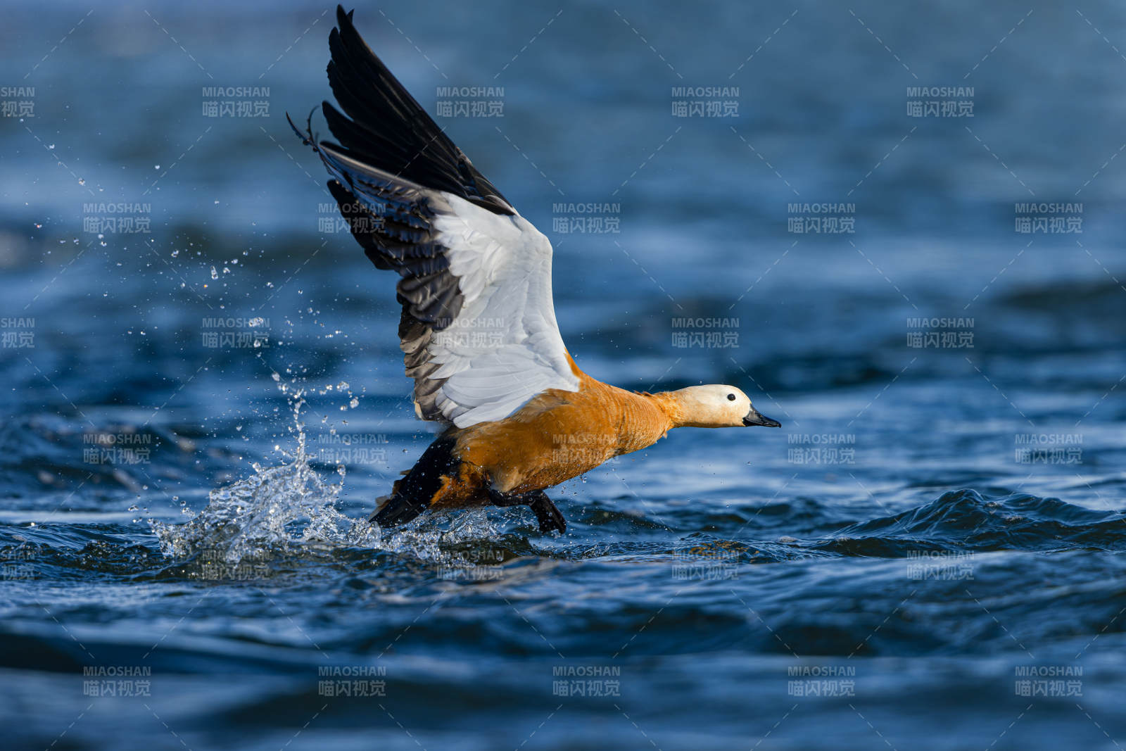 鸭子振翅起飞图片