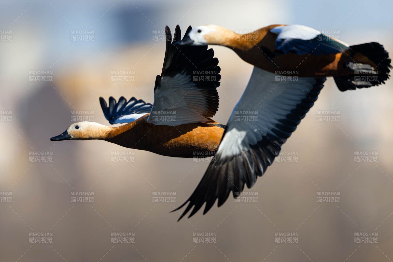 飞舞的鸳鸯图片