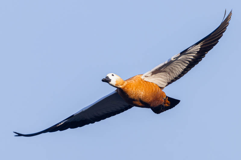 飞翔的橙色鸭子图片