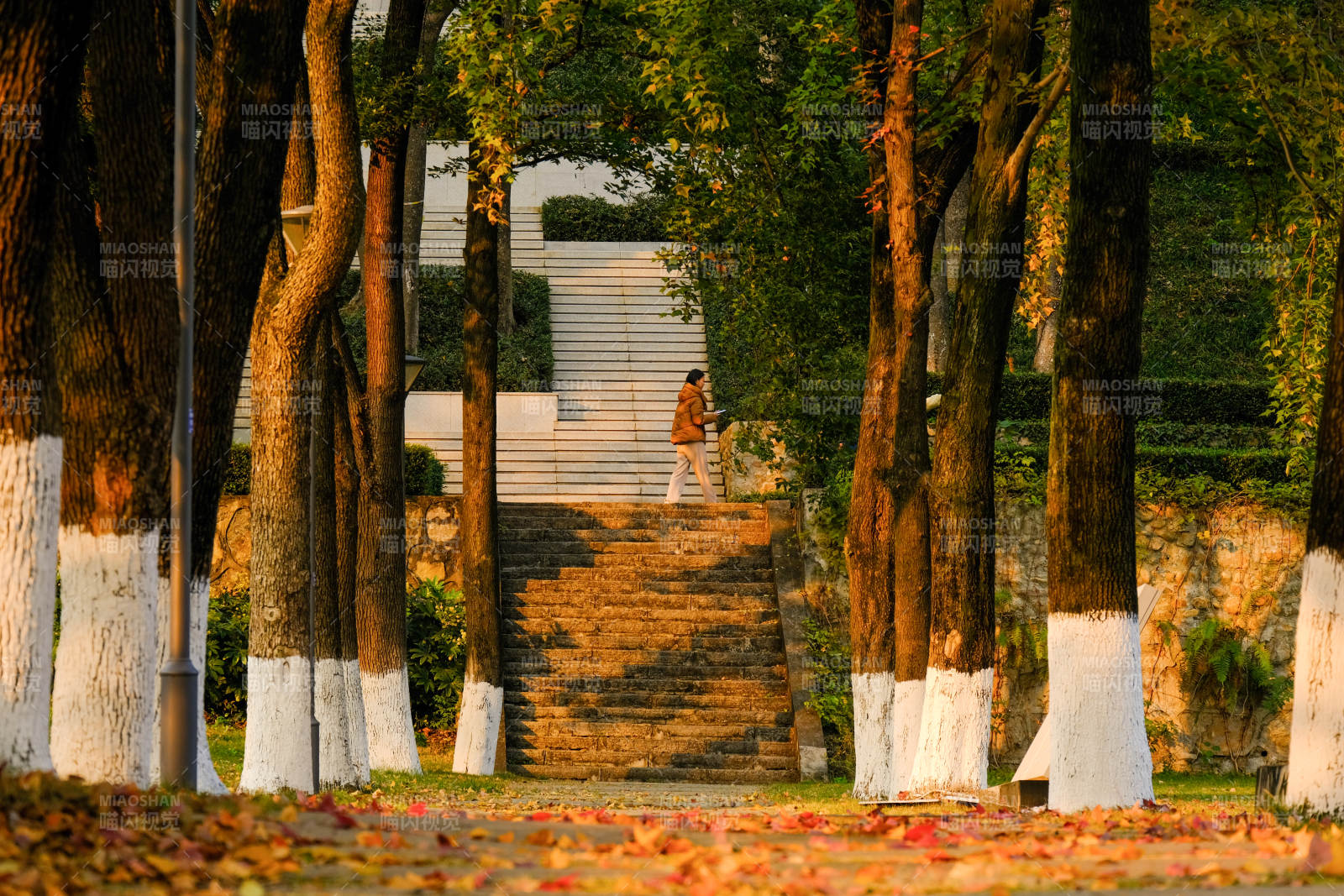 秋日林间小径图片