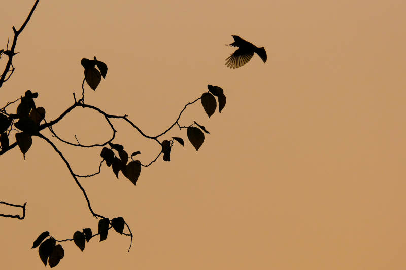 飞鸟掠枝影图片