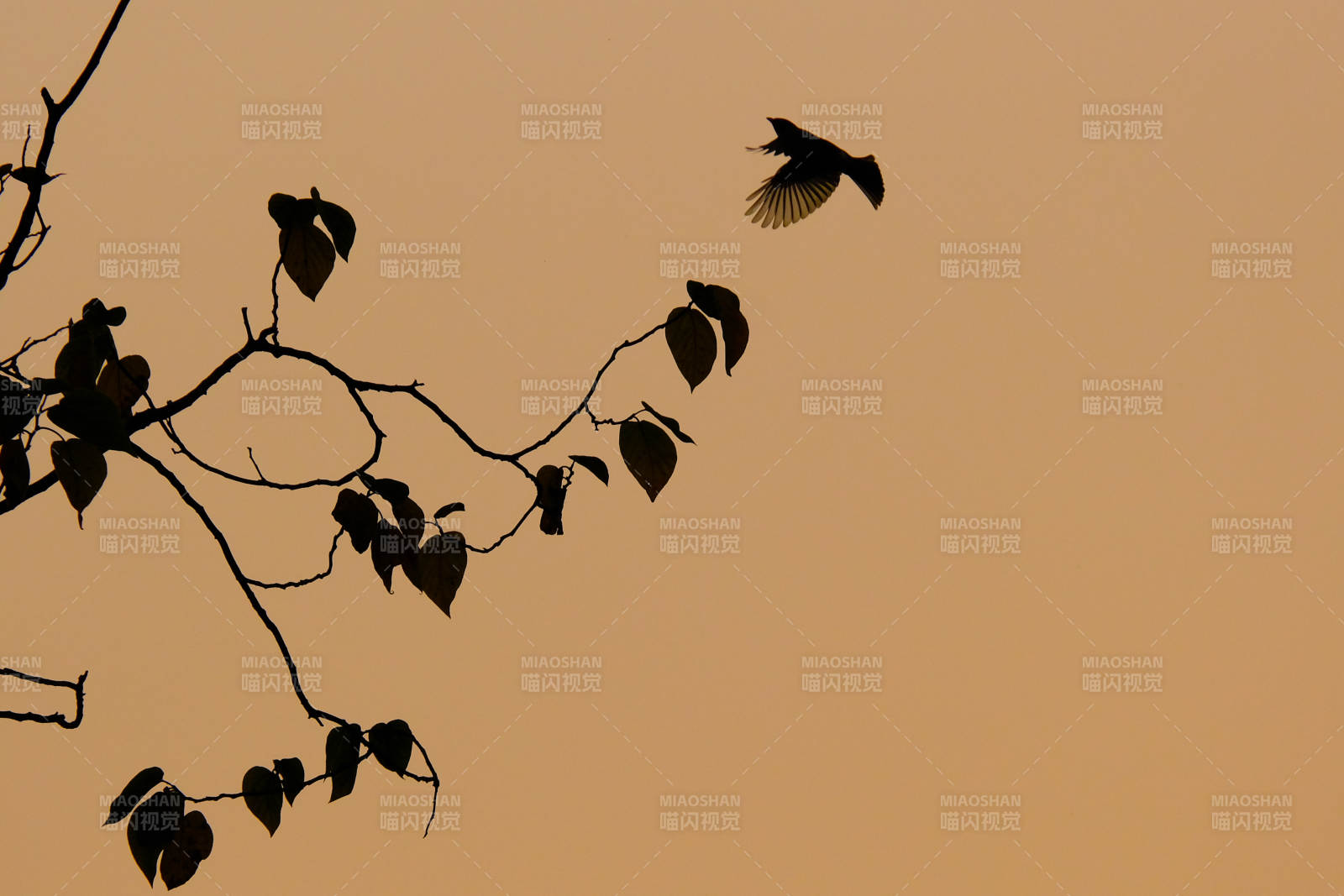 飞鸟掠枝影图片