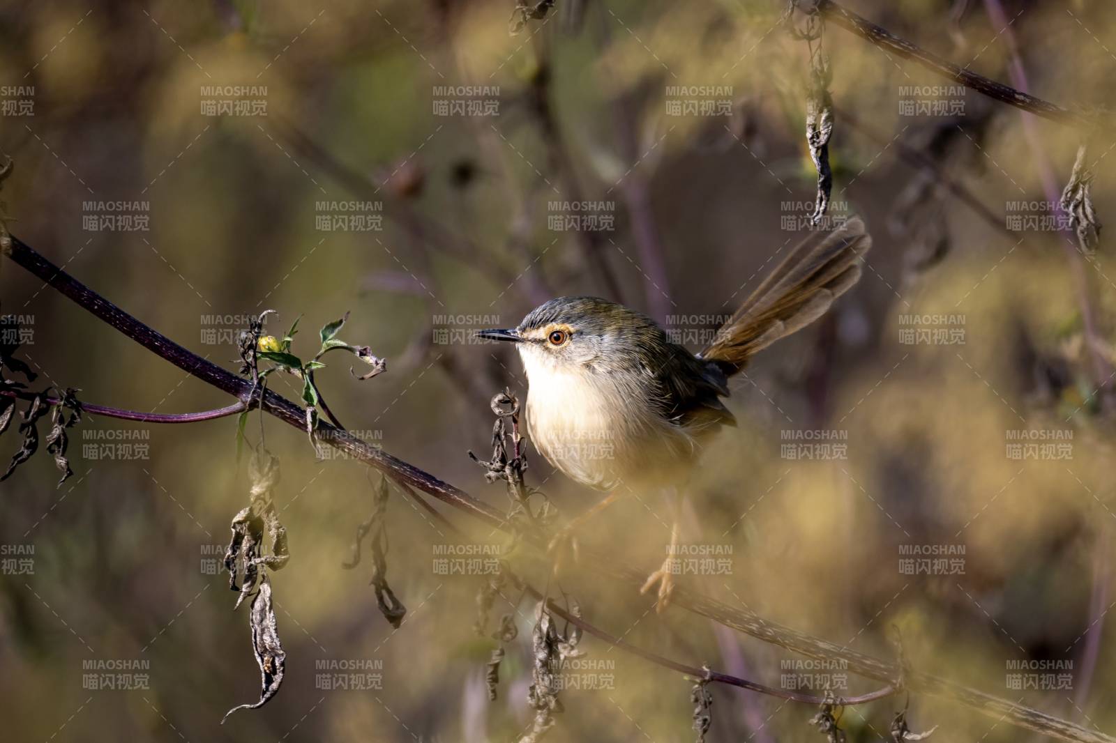 景德镇观鸟，黄腹山鹪莺图片