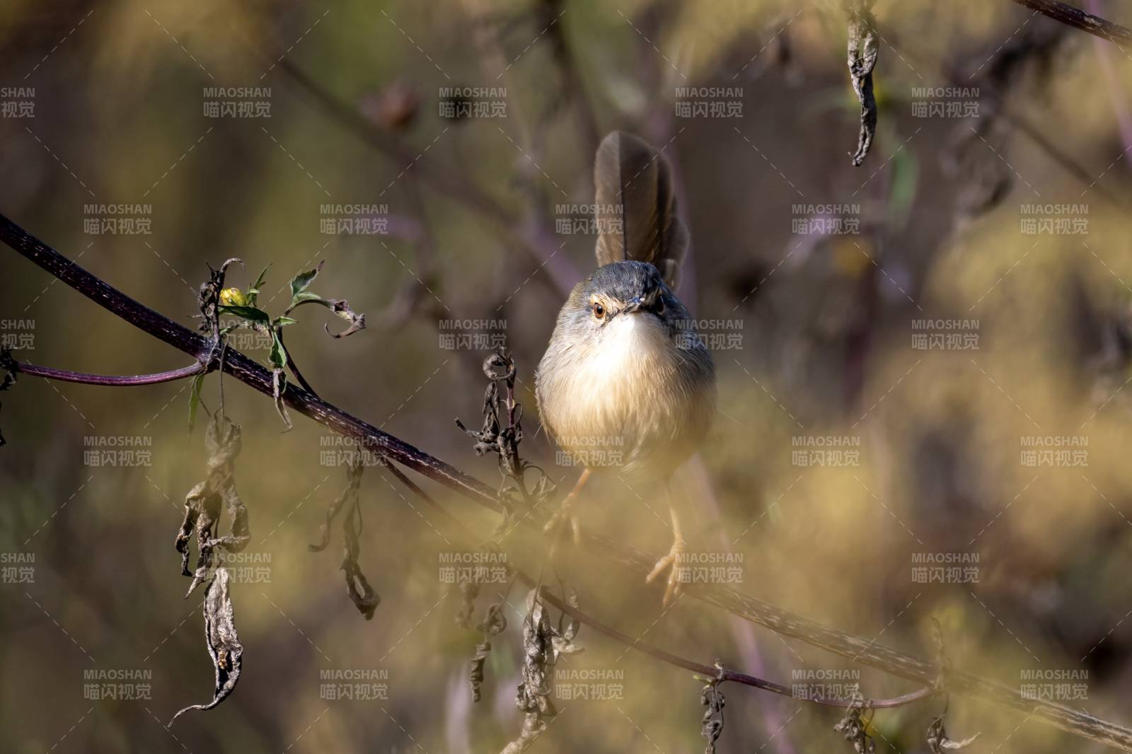 江西观鸟，黄腹山鹪莺图片