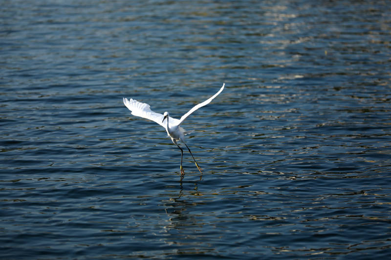 白鹭掠水飞翔图片