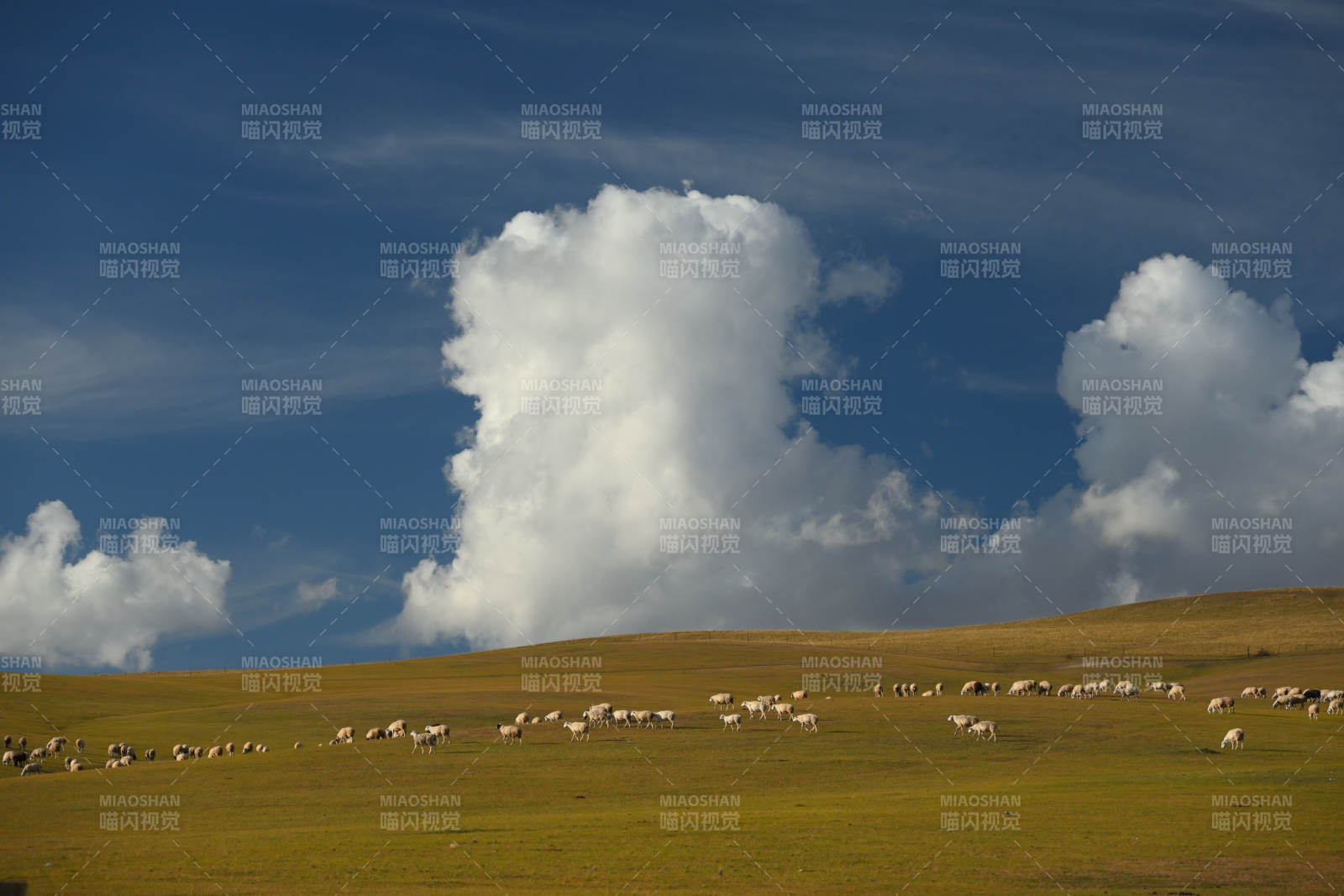 呼伦贝尔草原牧羊图图片