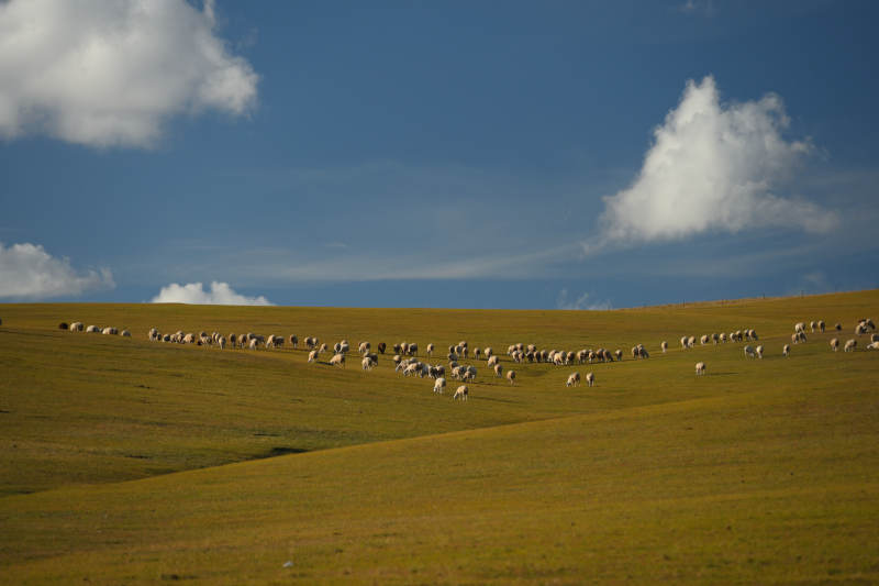 呼伦贝尔草原羊群悠然自得图片