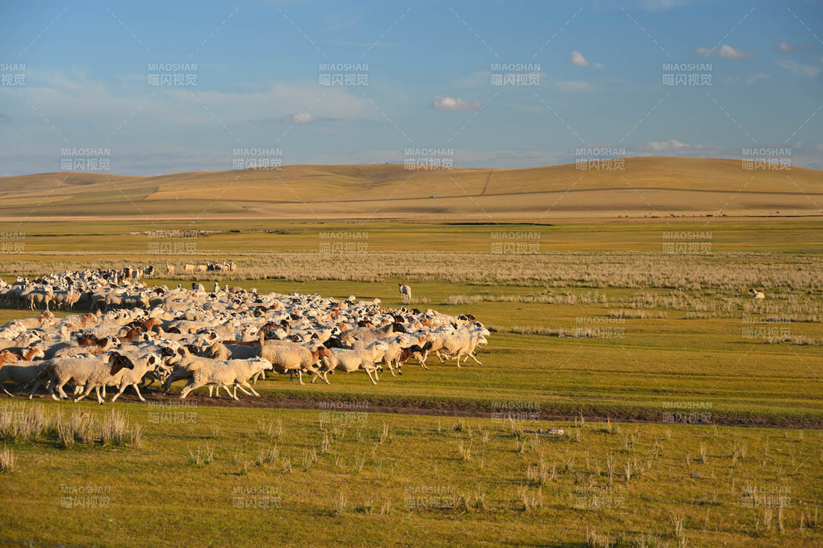 呼伦贝尔草原羊群奔跑图片