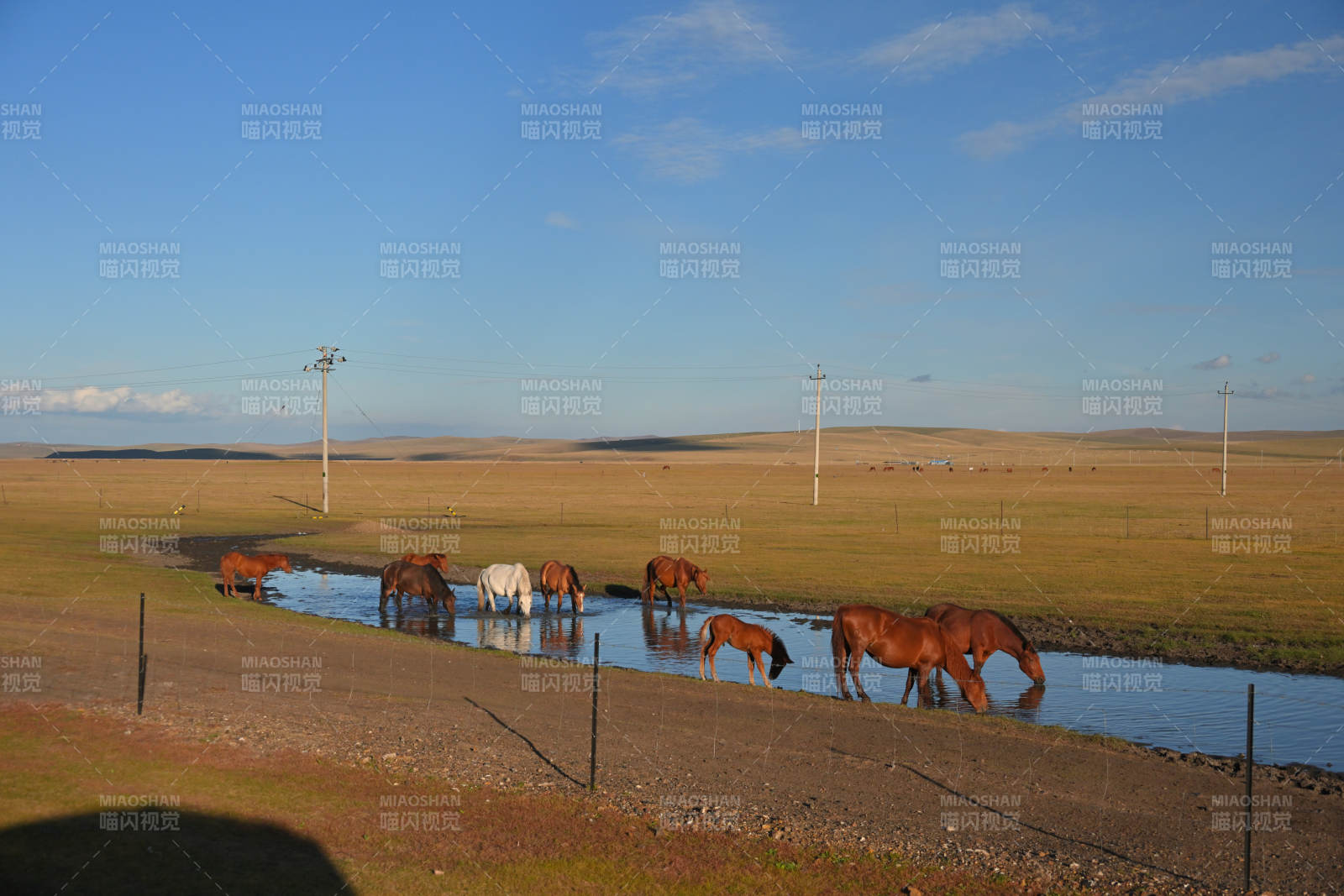 呼伦贝尔草原马群饮水图图片