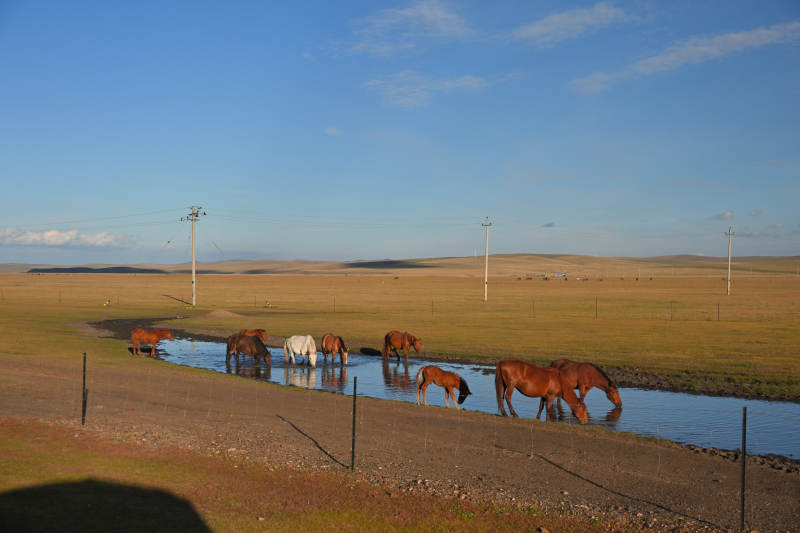 呼伦贝尔草原马群饮水图图片