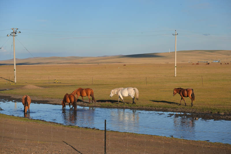 呼伦贝尔草原上的马群饮水图片