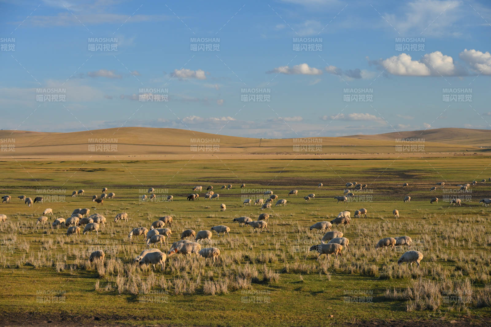 呼伦贝尔草原牧羊图图片