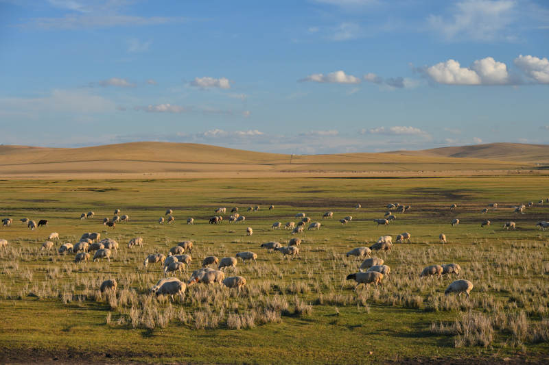 呼伦贝尔草原牧羊图图片