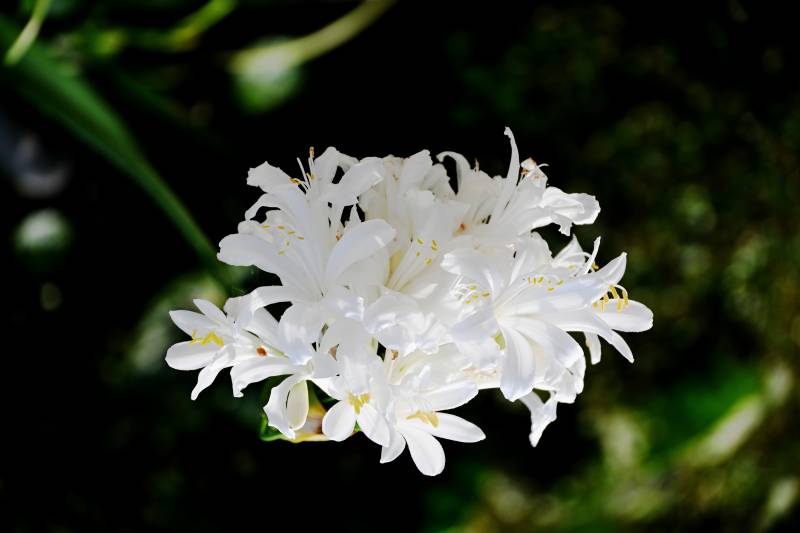 洁白花簇绽放图片