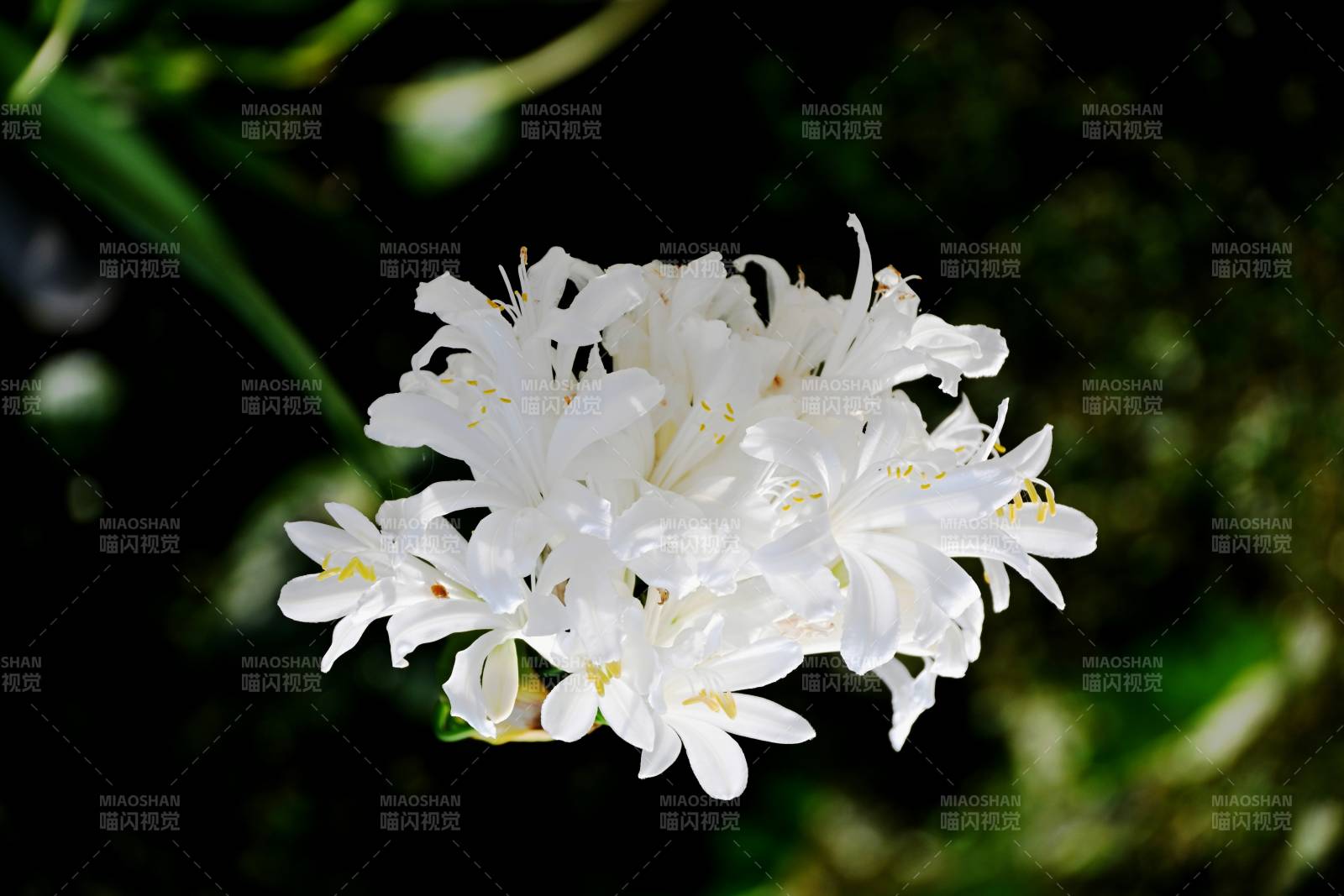 洁白花簇绽放图片