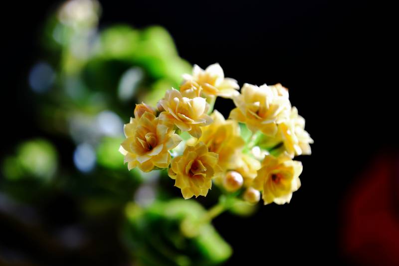 淡黄长寿花绽放枝头图片