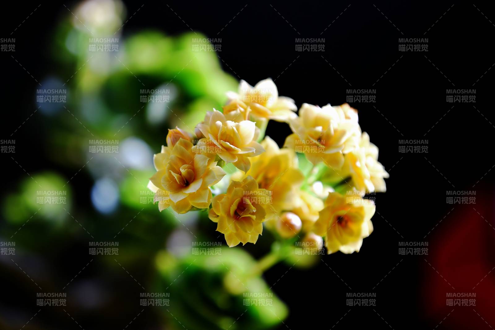 淡黄长寿花绽放枝头图片