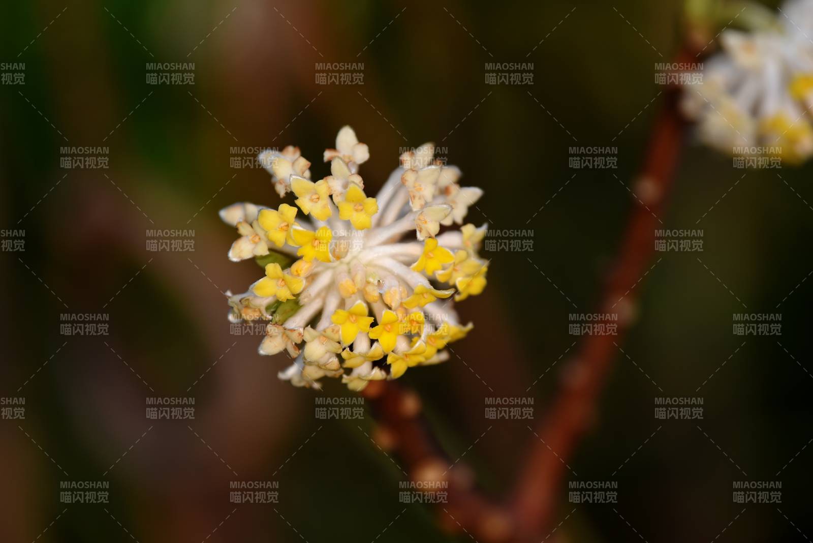 结香花绽放枝头图片