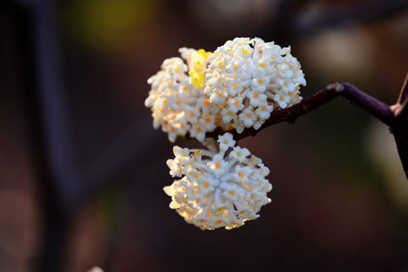 结香花绽放枝头图片