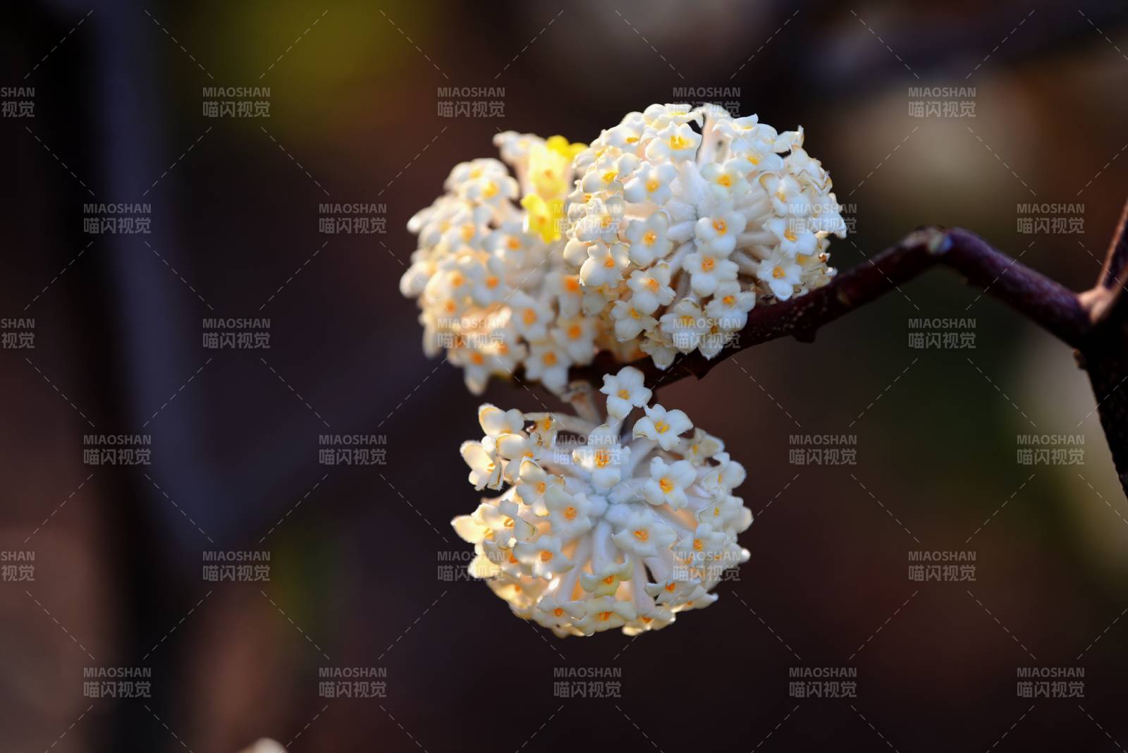 结香花绽放枝头图片