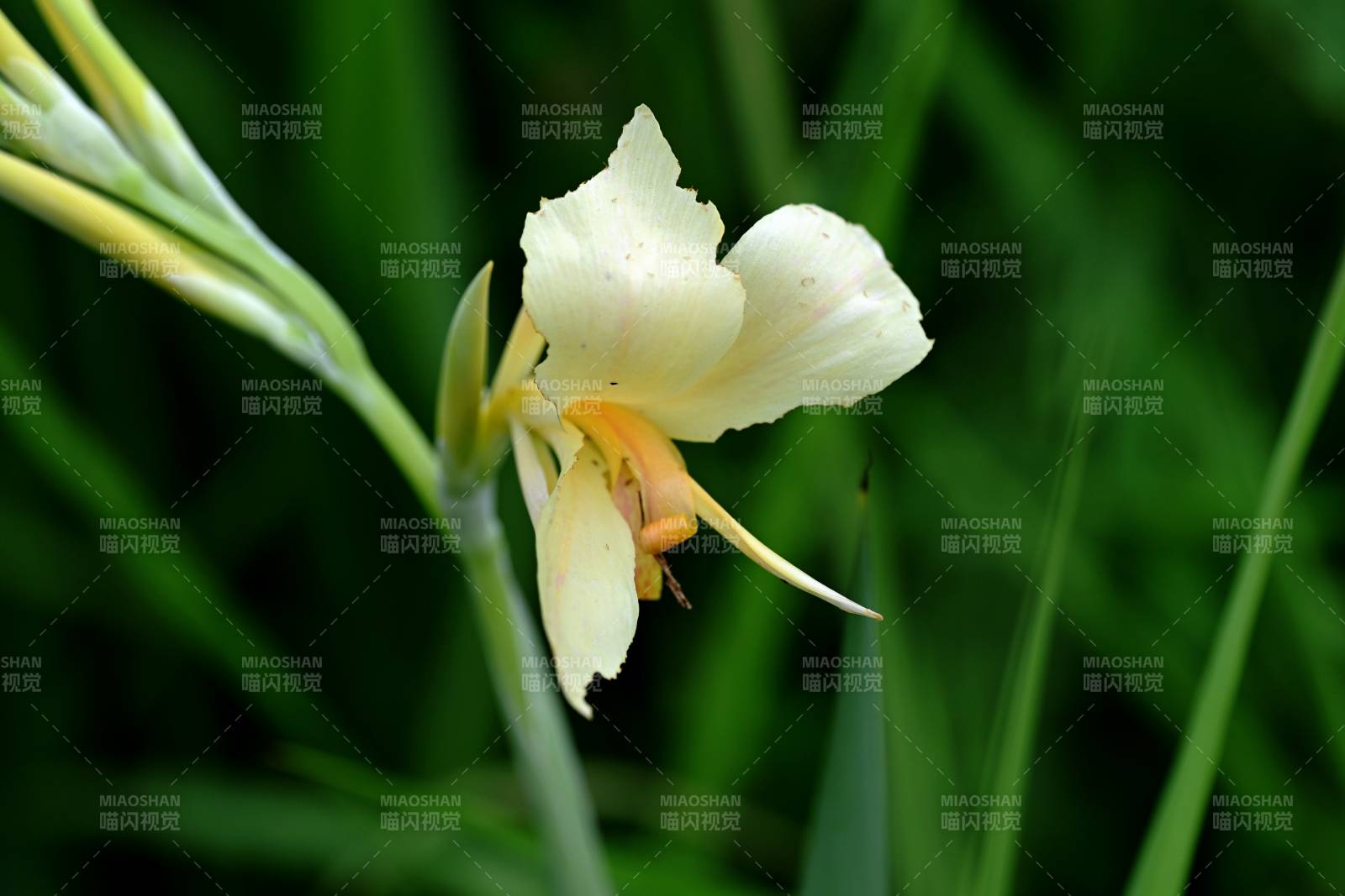 白色美人蕉花绽放图片