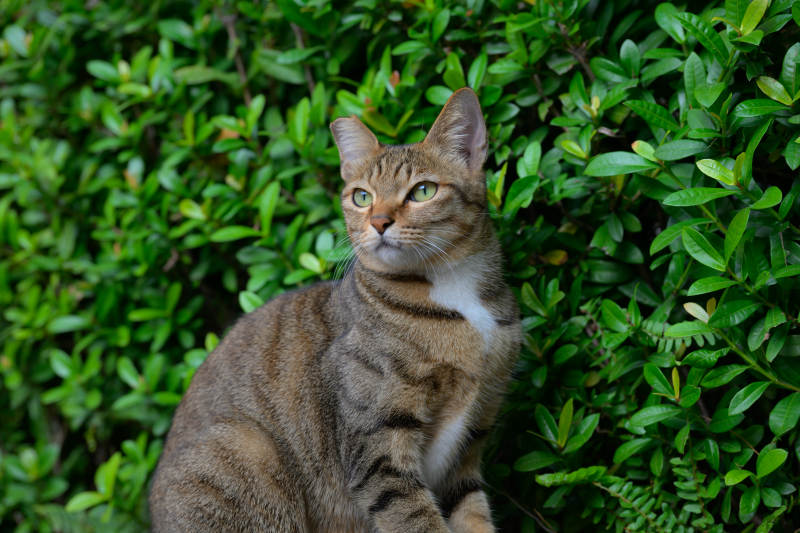绿丛中的虎斑猫图片
