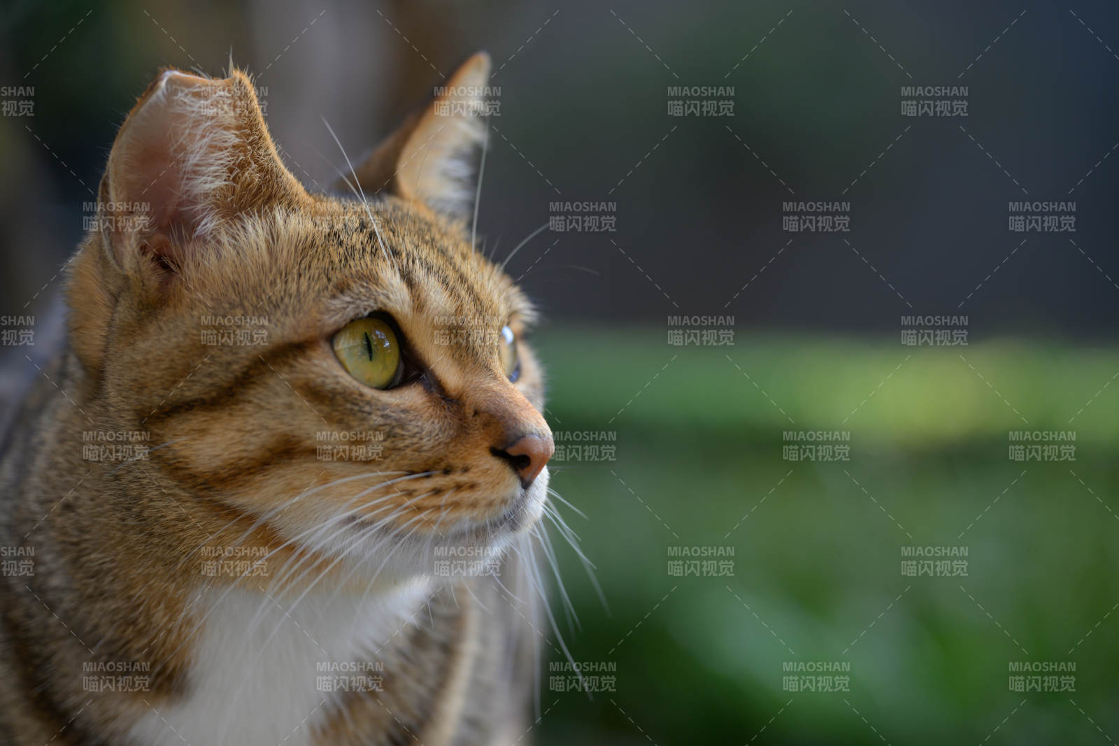 金猫凝视远方图片