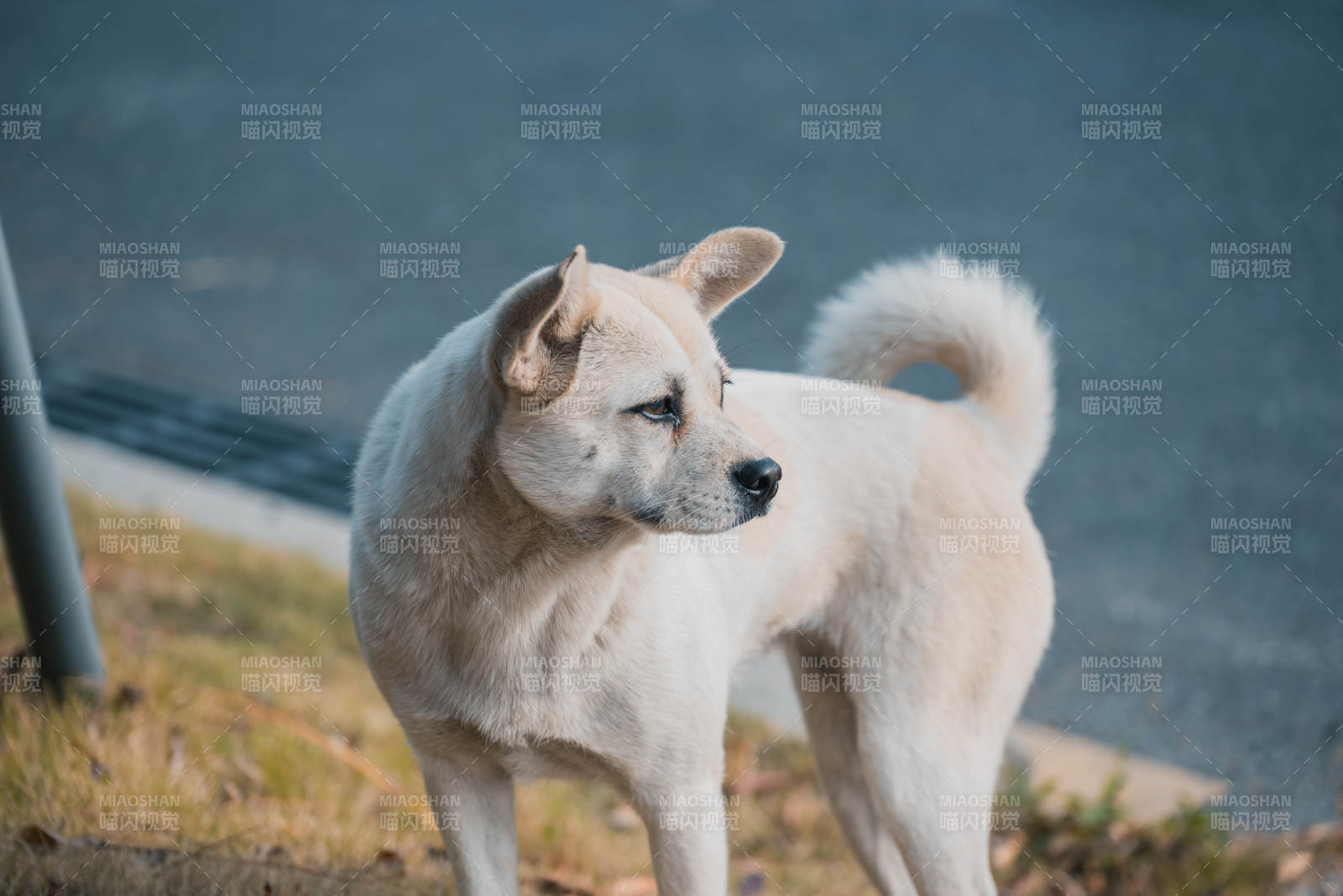 白狗侧身望远方图片