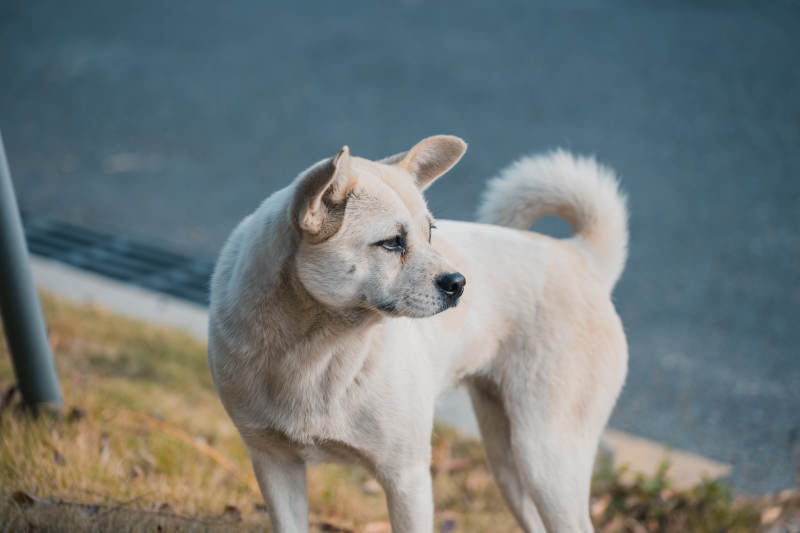 白狗侧身望远方图片