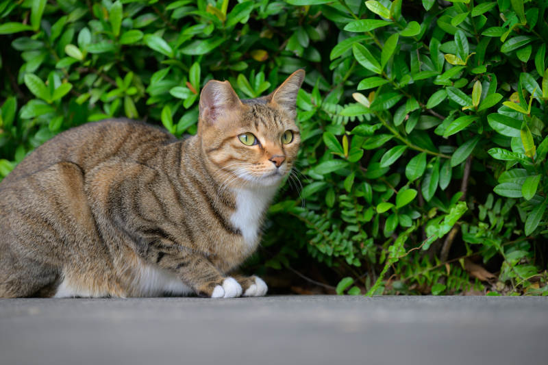 绿丛中的虎斑猫图片