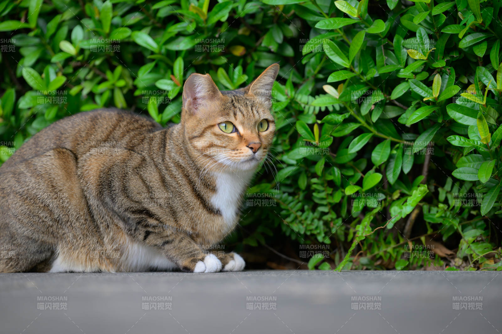 绿丛中的虎斑猫图片