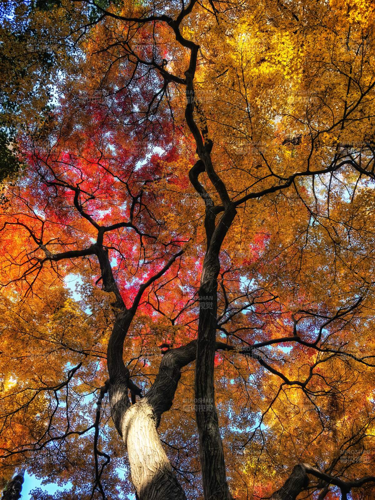 秋色斑斓树冠图片