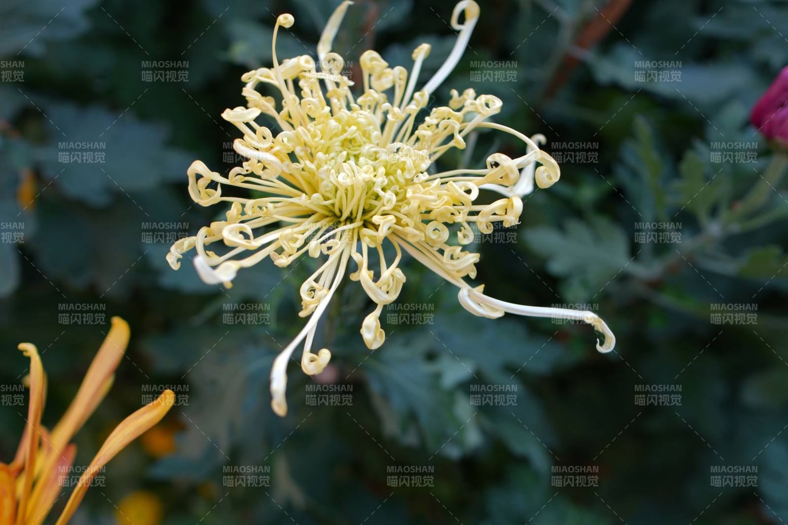 菊花绽放 姿态优雅图片