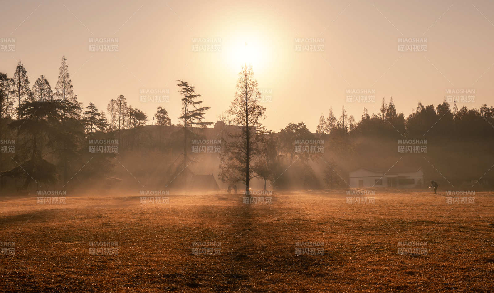 晨雾中的田野日出图片