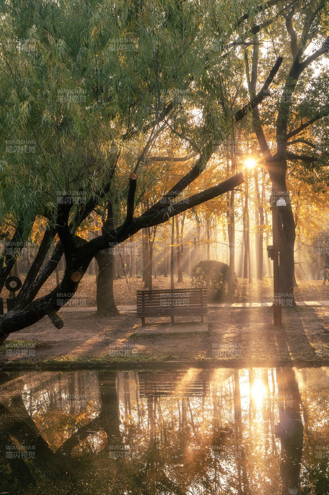 晨光中的静谧公园图片