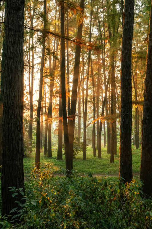 林间晨光图片