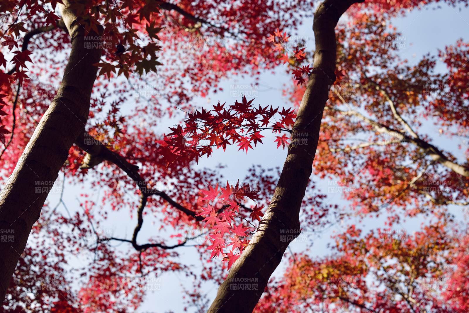 上海·秋霞圃·红枫图片