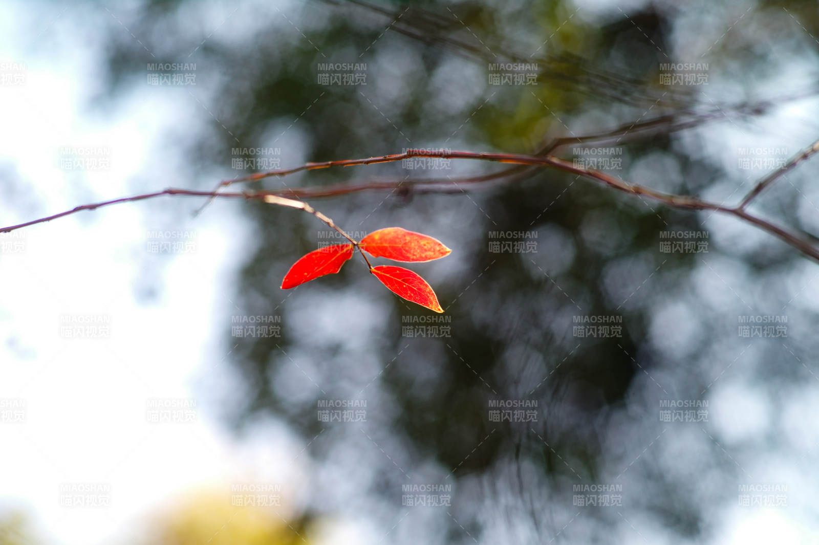 秋叶红枝图片